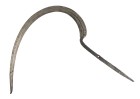 Blatt einer Sichel